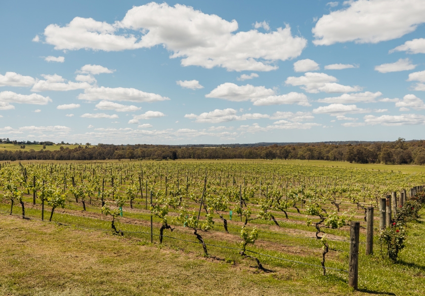 Grapevine Gathering
