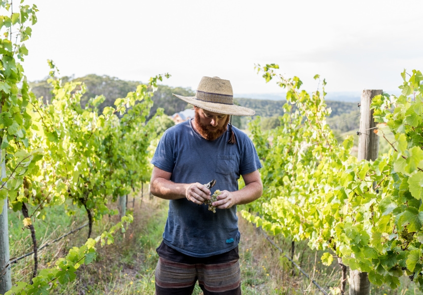 Gareth Belton, Gentle Folk Wines
