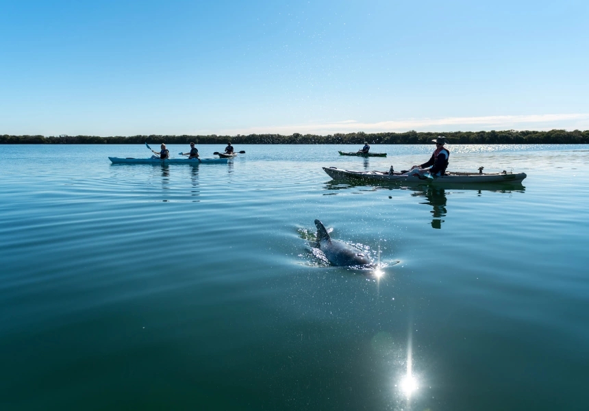 Dolphin Sanctuary, Kayak Tours
