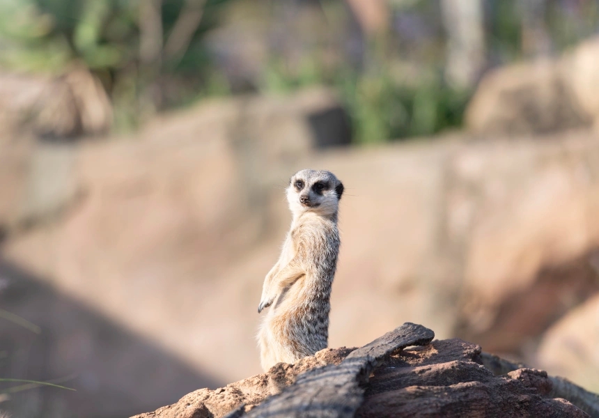 Taronga Zoo
