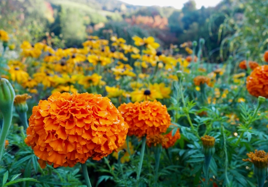 Mount Lofty Botanic Garden
