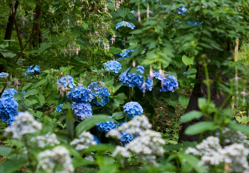 Mount Lofty Botanic Garden
