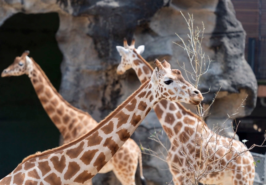 Taronga Zoo
