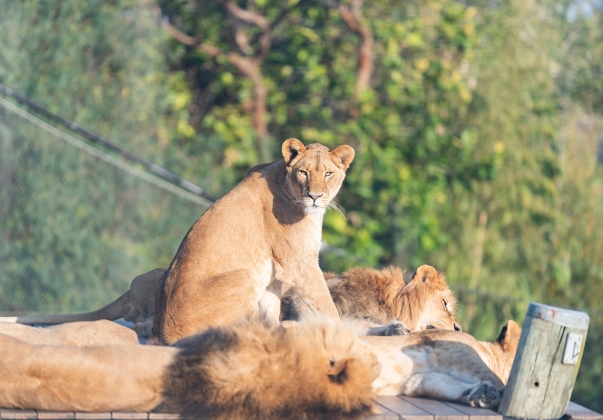 Taronga Zoo
