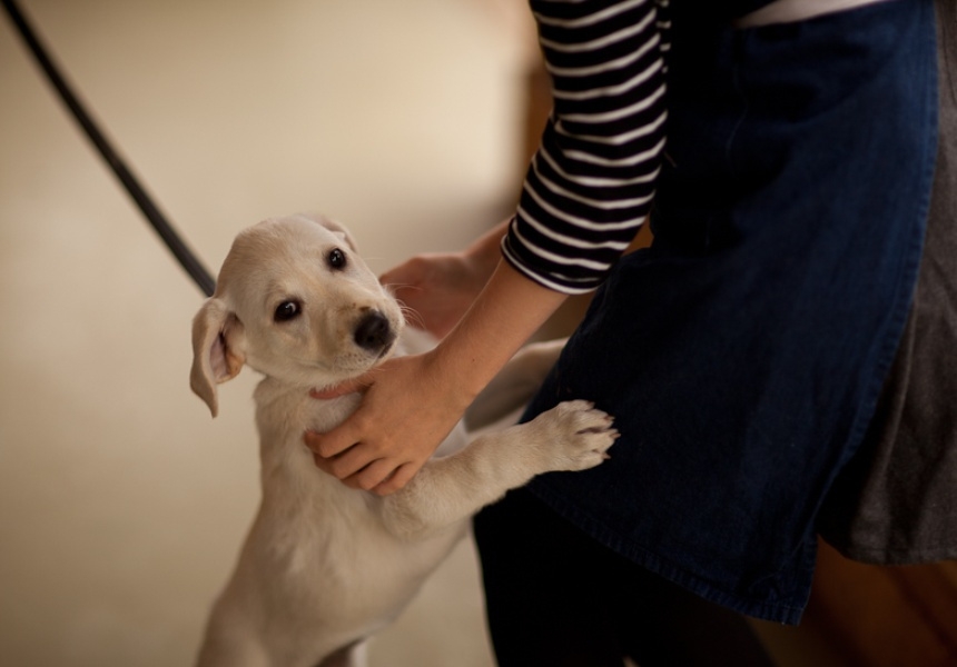 You can book someone to walk your dog while you’re at work with Pawshake.
