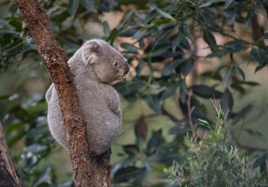 Taronga Zoo
