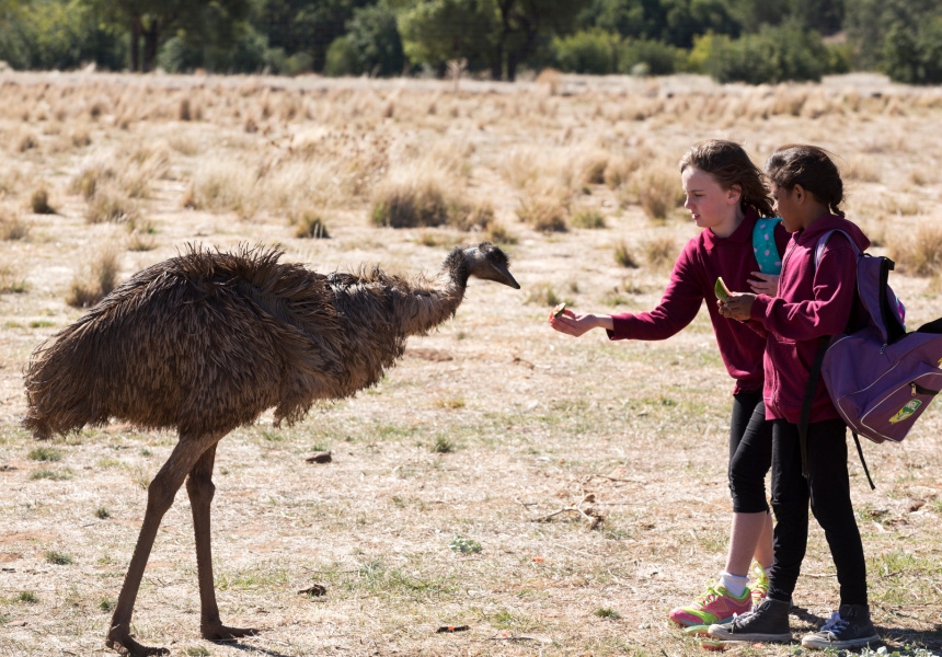 Emu Runner
