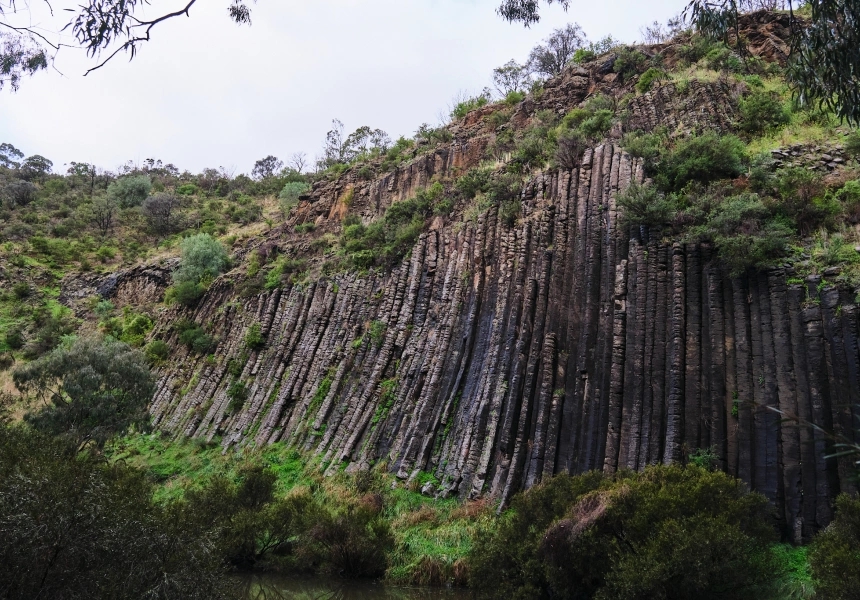 Organ Pipes
