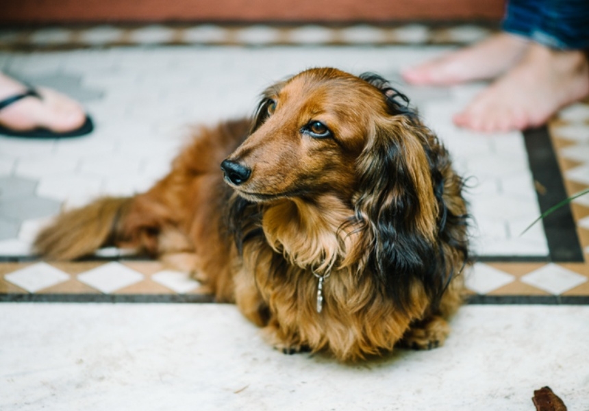 You can book someone to walk your dog while you’re at work with Pawshake.
