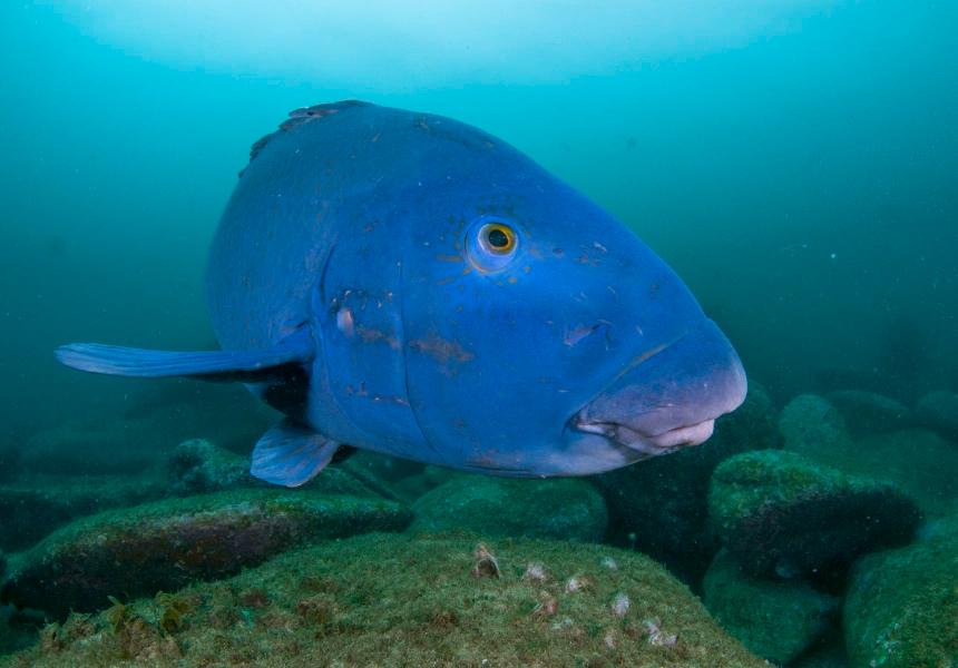 <p>Local Eastern Blue Groper, this one seen in Cabbage Tree Bay Aquatic Reserve, Manly (not “Gus”)</p>
